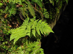 Dryopteris intermedia subsp. maderensis image