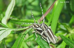 Thyestilla gebleri