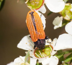 Castiarina erythroptera