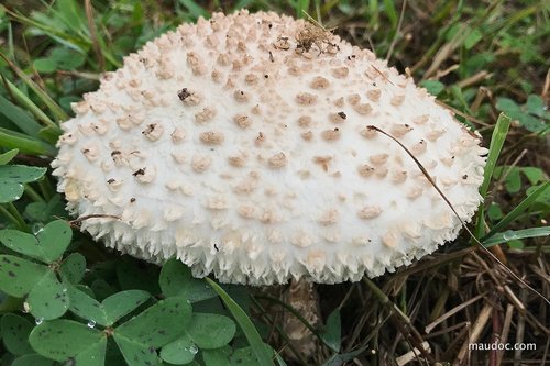 Barefoot Amanita