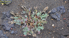 Oxytropis revoluta