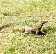 Varanus