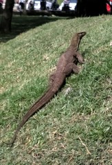 Varanus