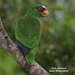 White-fronted Amazon - Photo (c) Elvis Jimenez, some rights reserved (CC BY-NC), uploaded by Elvis Jimenez