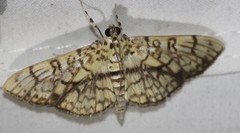 Haritalodes