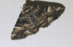 Aporoctena scierodes