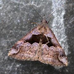 Hypena gonospilalis
