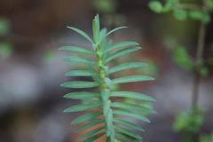 Pimelea tomentosa