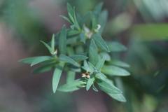 Pimelea tomentosa