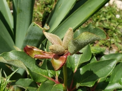 Paeonia corsica, photograph (c) Ben Costamagna, some rights reserved (CC BY)