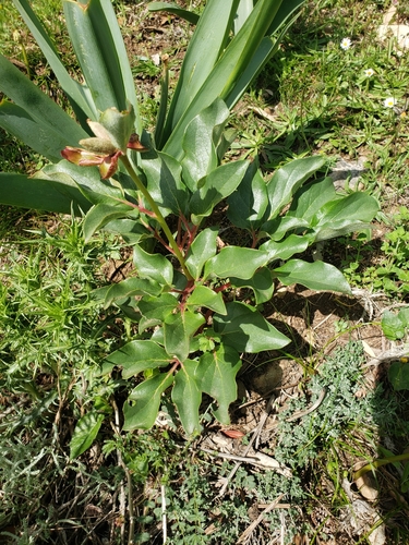 Paeonia corsica, photograph 6