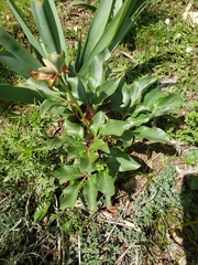 Paeonia corsica, photograph (c) Ben Costamagna, some rights reserved (CC BY)