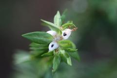 Pimelea tomentosa