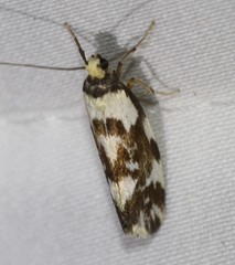Lactura cristata