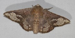 Canaea hyalospila