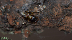 Deraeocoris ulmi