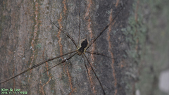 Oligolophus tienmushanensis
