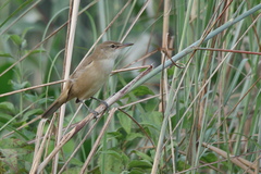 Acrocephalus stentoreus
