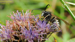 Dolichovespula pacifica