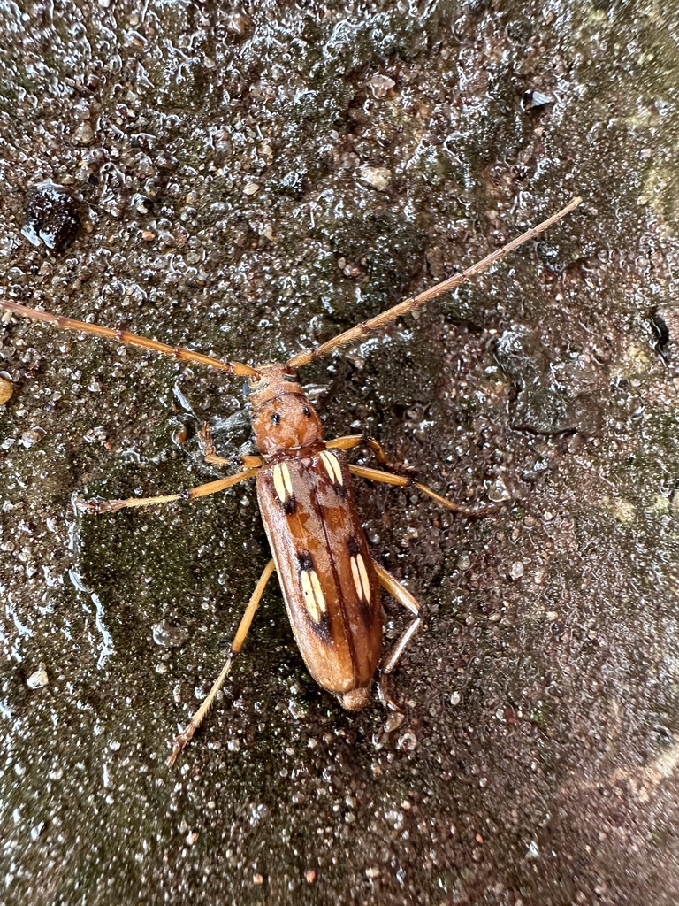 Pantomallus costulatus