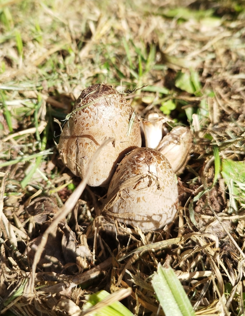 Coprinopsis romagnesiana · May 2023 · photo: © seba_fornes (iNaturalist, cc-by)