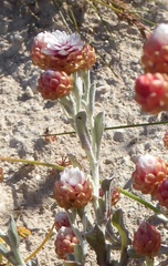 Helichrysum cochleariforme