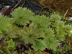 Dendrohypopterygium filiculiforme