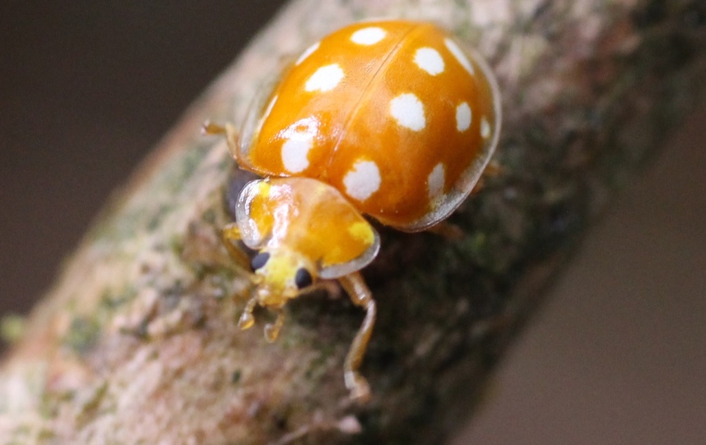 Orange Ladybird Halyzia sedecimguttata iNaturalist Canada