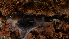 Hitobia unifascigera