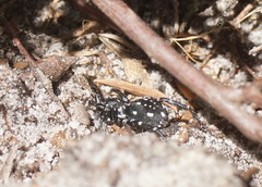 Nyssus albopunctatus