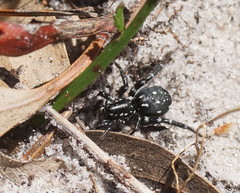 Nyssus albopunctatus
