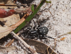 Nyssus albopunctatus