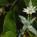 Stellaria eschscholtziana - Photo (c) Kim, Hyun-tae,  זכויות יוצרים חלקיות (CC BY), הועלה על ידי Kim, Hyun-tae