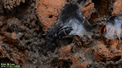 Hitobia unifascigera