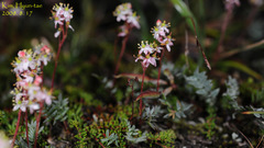 Bryanthus gmelinii