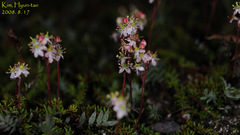 Bryanthus gmelinii