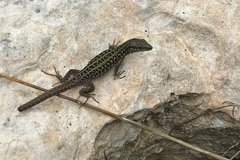 Podarcis siculus sanctinicolai