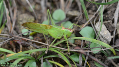 Hexacentrus japonicus