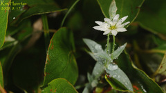 Stellaria eschscholtziana