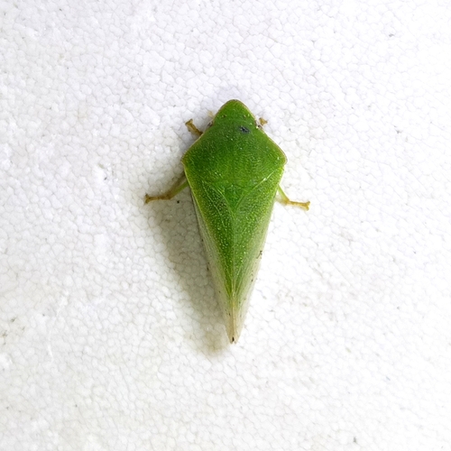 Proranus adspersipennis