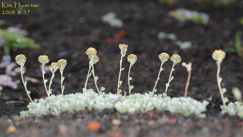 Artemisia glomerata iNat (1)