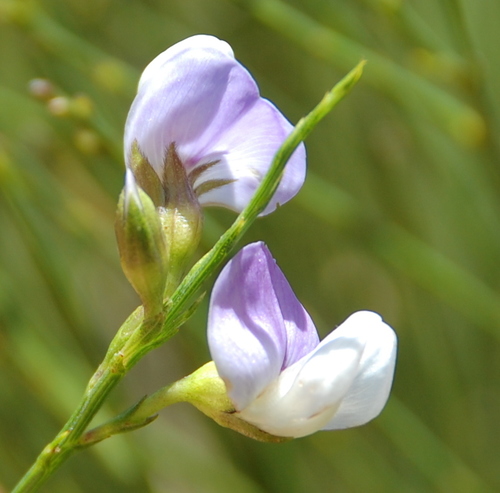 Image of Psoralea gigantea by (c) Charles Stirton, some rights reserved (CC BY-SA)