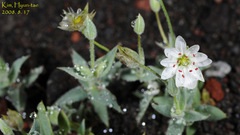 Stellaria eschscholtziana