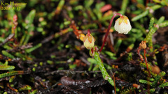 Cassiope lycopodioides