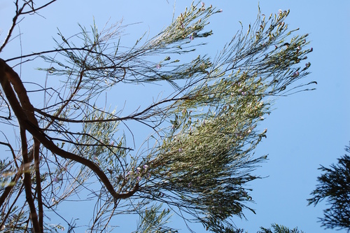 Image of Psoralea gigantea by (c) Charles Stirton, some rights reserved (CC BY-SA)