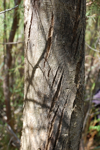Image of Psoralea gigantea by (c) Charles Stirton, some rights reserved (CC BY-SA)