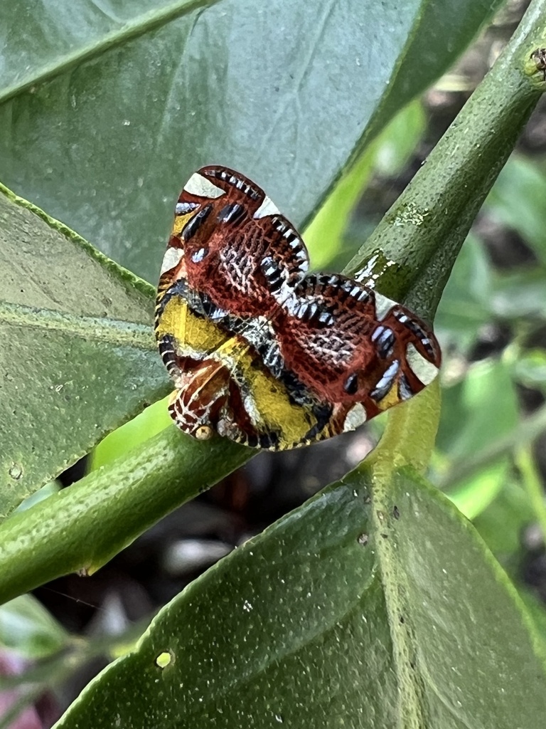 Ricanula trimaculata