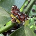 Ricanula trimaculata - Photo (c) krisdk, osa oikeuksista pidätetään (CC BY-NC)