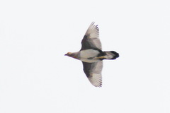 Altai Snowcock photo 2