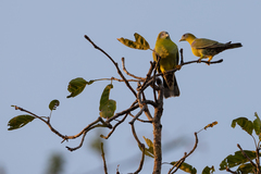Treron phoenicopterus